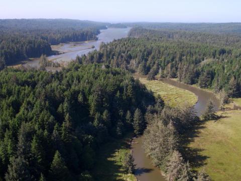 Aerial view of a forest, with a river in the fore and background