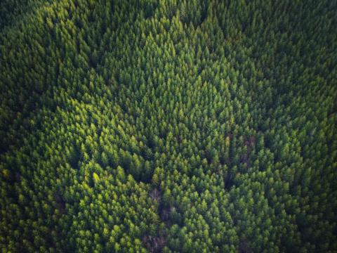 Aerial view of a Douglas fir forest.