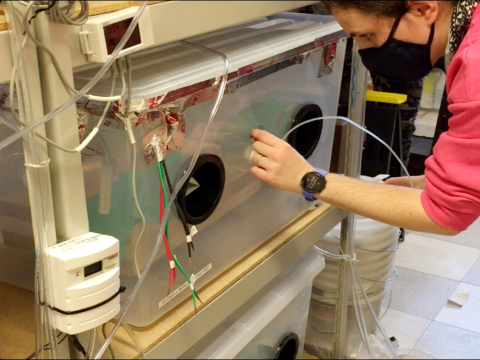 A researcher checks a container holding wood samples.